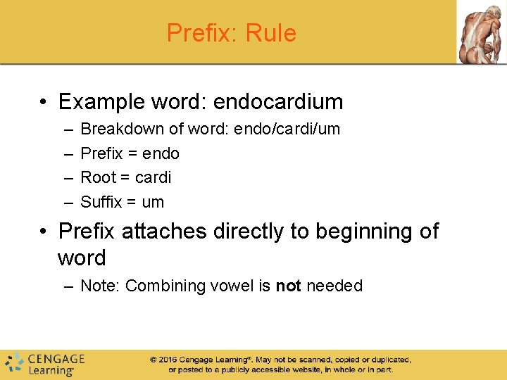 Prefix: Rule • Example word: endocardium – – Breakdown of word: endo/cardi/um Prefix =