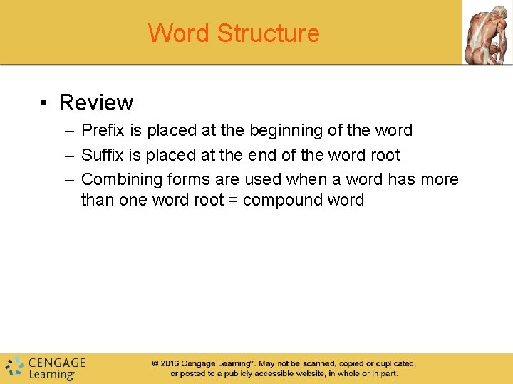 Word Structure • Review – Prefix is placed at the beginning of the word