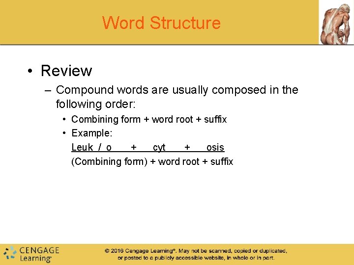 Word Structure • Review – Compound words are usually composed in the following order: