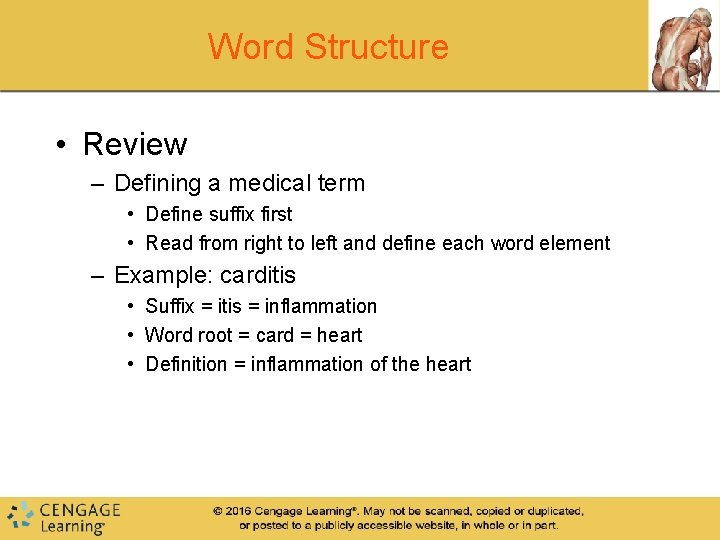 Word Structure • Review – Defining a medical term • Define suffix first •