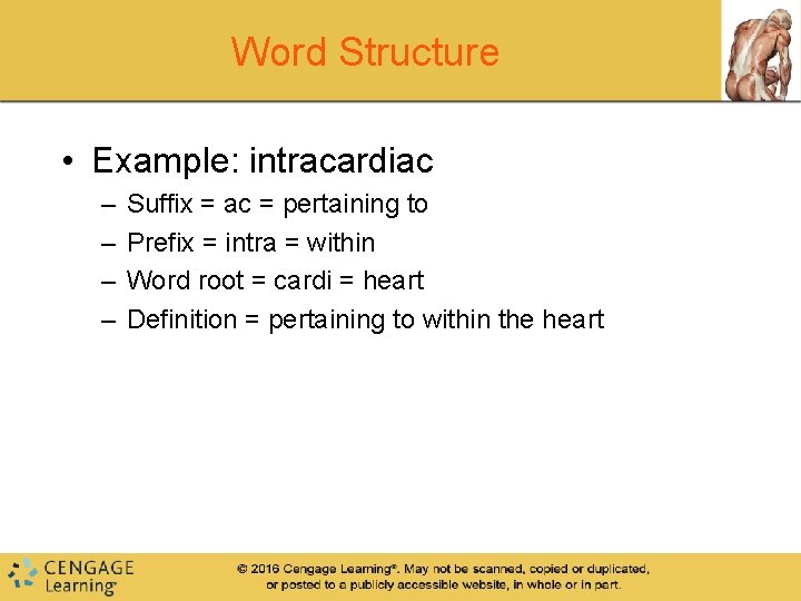 Word Structure • Example: intracardiac – – Suffix = ac = pertaining to Prefix