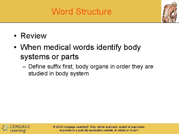 Word Structure • Review • When medical words identify body systems or parts –