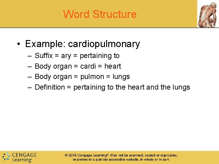 Word Structure • Example: cardiopulmonary – – Suffix = ary = pertaining to Body