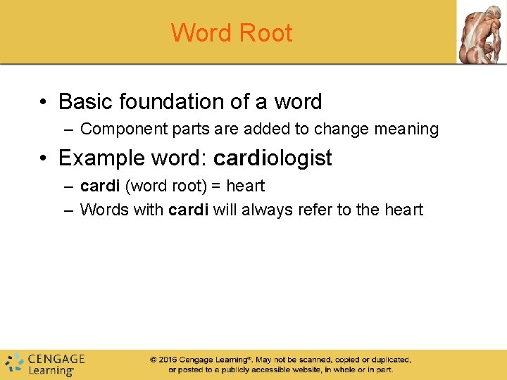 Word Root • Basic foundation of a word – Component parts are added to