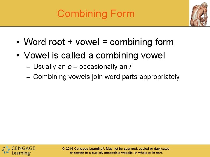 Combining Form • Word root + vowel = combining form • Vowel is called