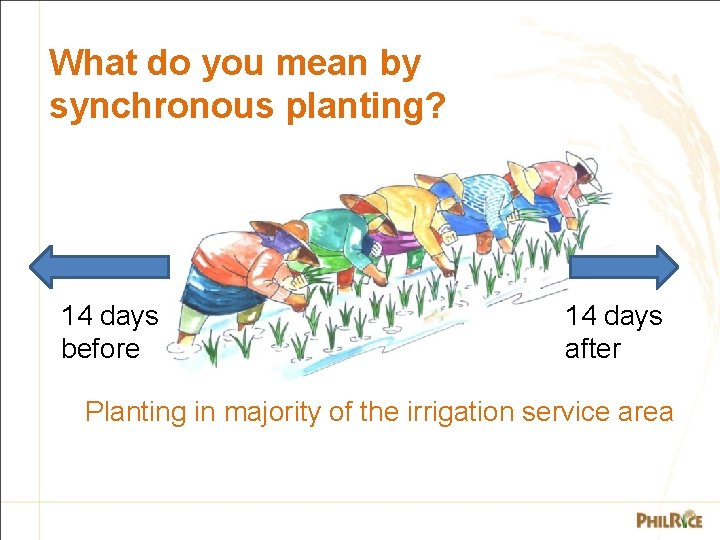 What do you mean by synchronous planting? 14 days before 14 days after Planting