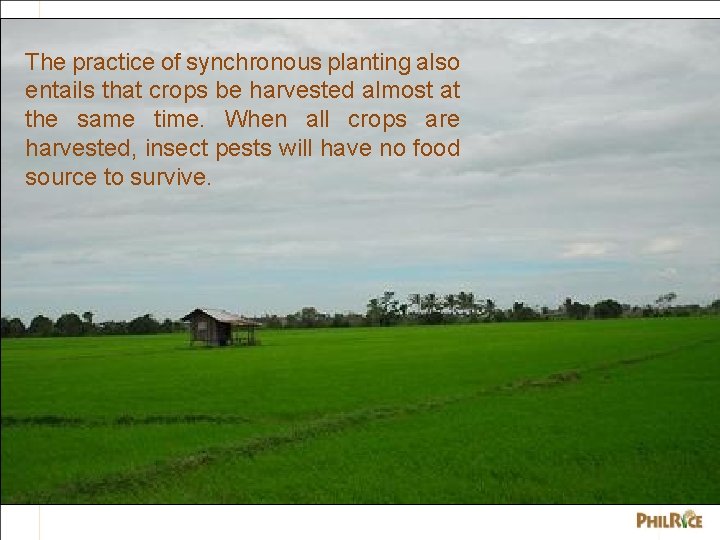 The practice of synchronous planting also entails that crops be harvested almost at the