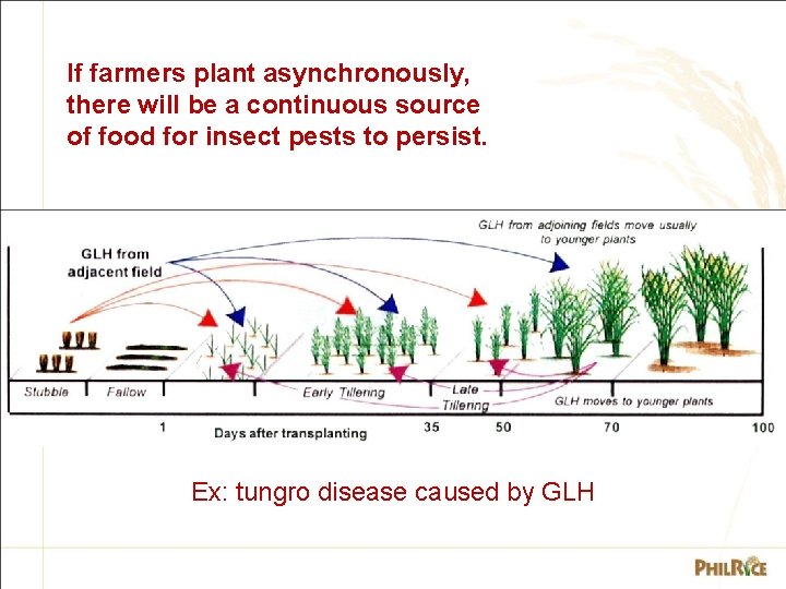 If farmers plant asynchronously, there will be a continuous source of food for insect