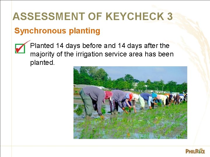 ASSESSMENT OF KEYCHECK 3 Synchronous planting Planted 14 days before and 14 days after