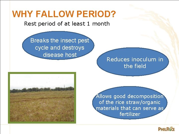 WHY FALLOW PERIOD? Rest period of at least 1 month Breaks the insect pest