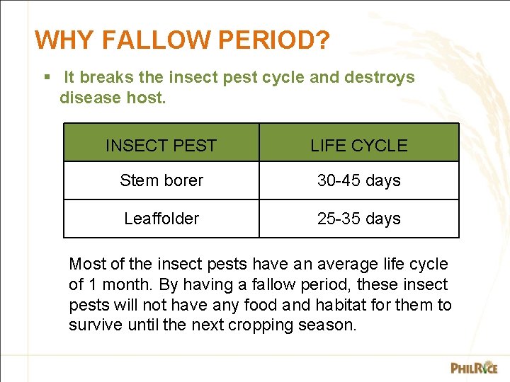 WHY FALLOW PERIOD? § It breaks the insect pest cycle and destroys disease host.