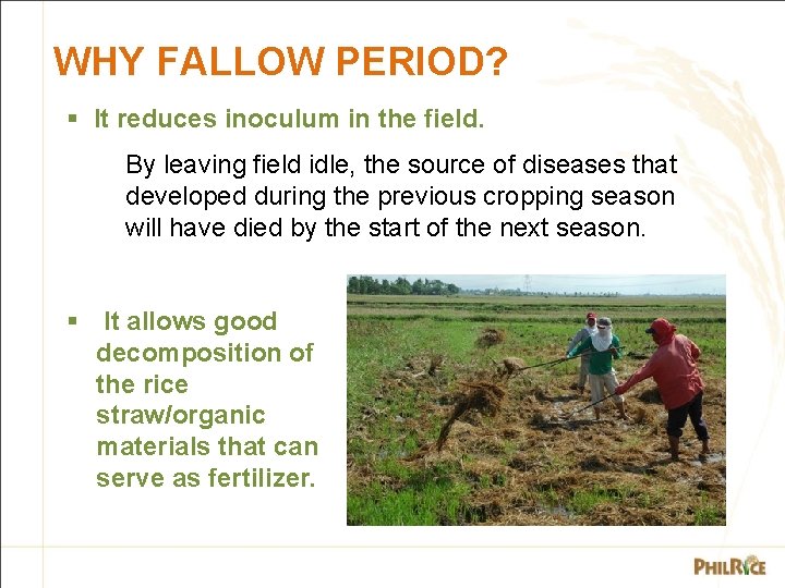 WHY FALLOW PERIOD? § It reduces inoculum in the field. By leaving field idle,