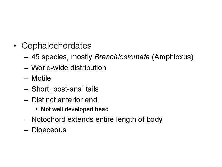  • Cephalochordates – – – 45 species, mostly Branchiostomata (Amphioxus) World-wide distribution Motile