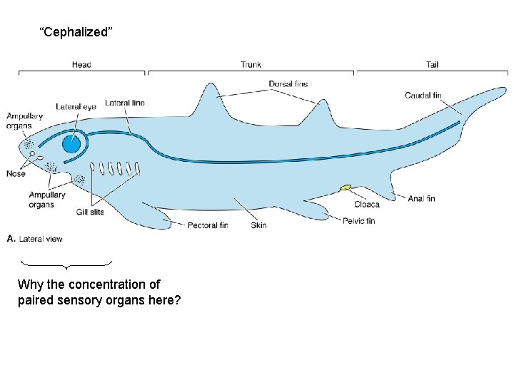 “Cephalized” Why the concentration of paired sensory organs here? 