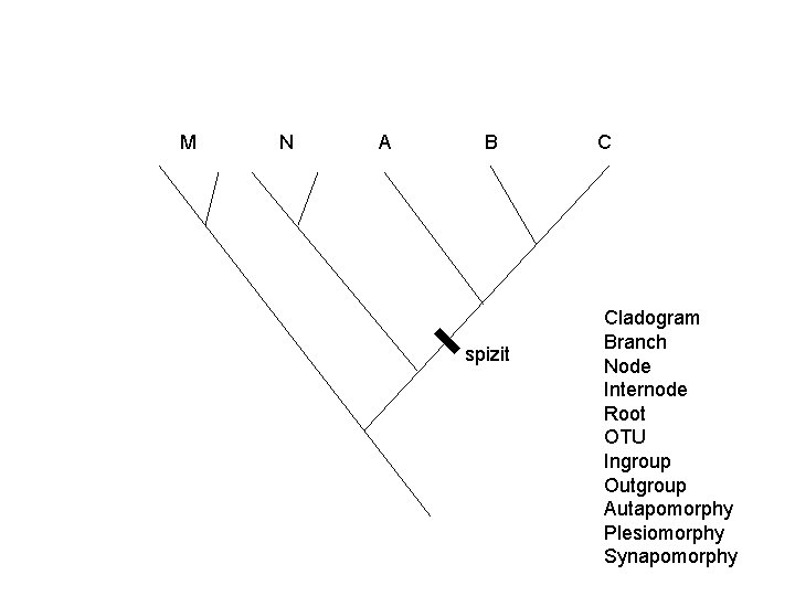 M N A B spizit C Cladogram Branch Node Internode Root OTU Ingroup Outgroup