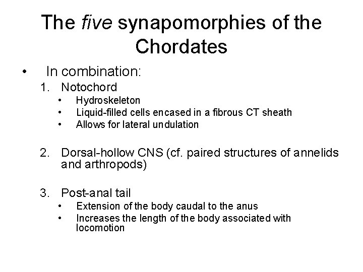 The five synapomorphies of the Chordates • In combination: 1. Notochord • • •