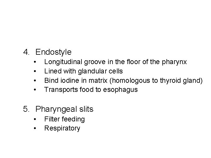 4. Endostyle • • Longitudinal groove in the floor of the pharynx Lined with