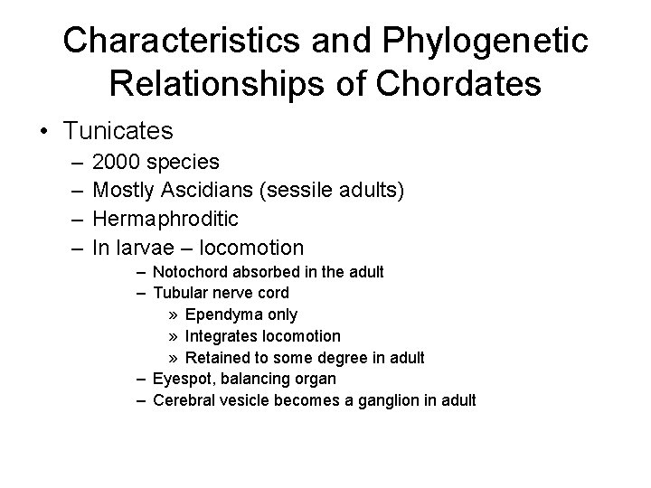 Characteristics and Phylogenetic Relationships of Chordates • Tunicates – – 2000 species Mostly Ascidians