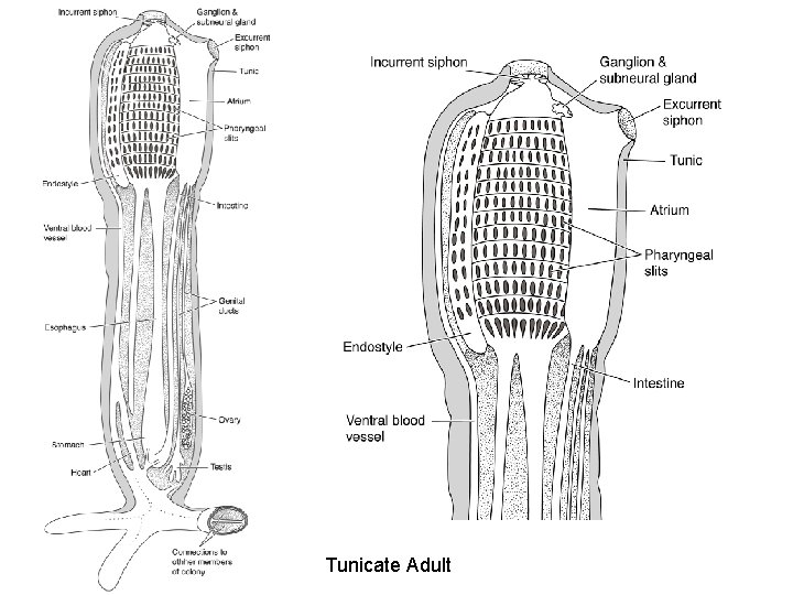 Tunicate Adult 