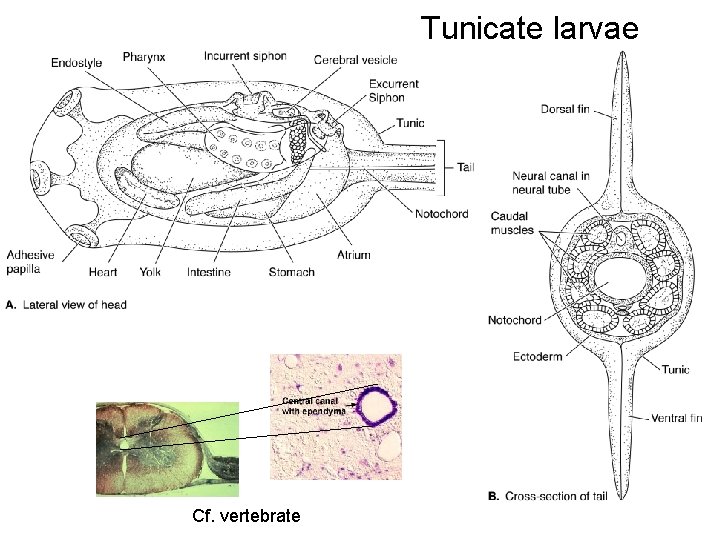 Tunicate larvae Cf. vertebrate 