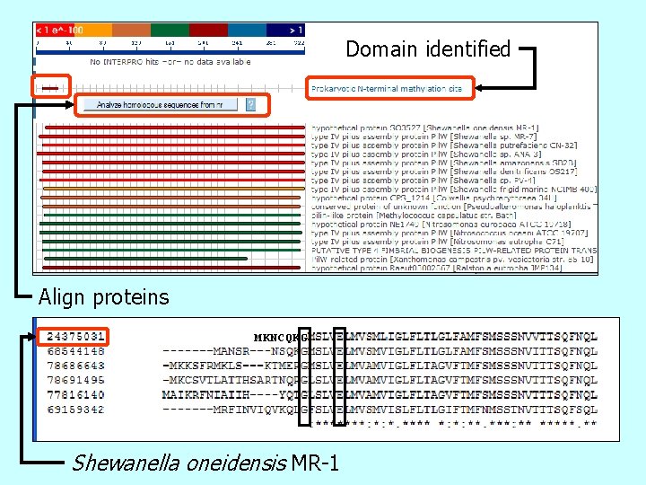 Domain identified Align proteins MKNCQKG Shewanella oneidensis MR-1 