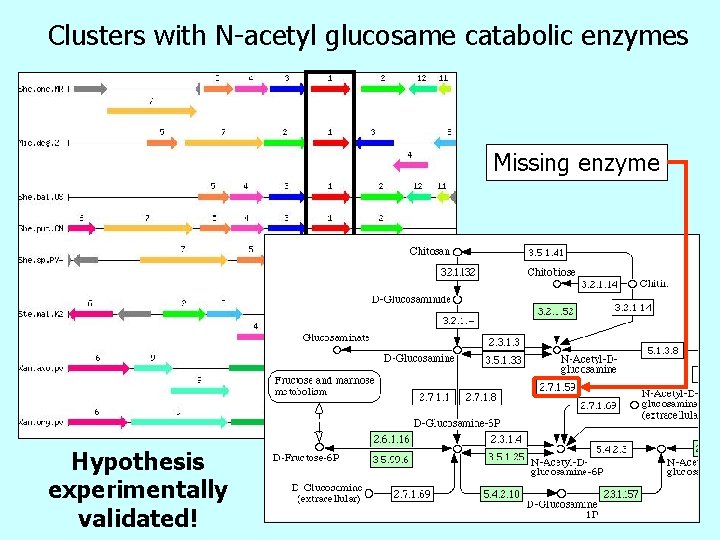 Clusters with N-acetyl glucosame catabolic enzymes Missing enzyme Hypothesis experimentally validated! 