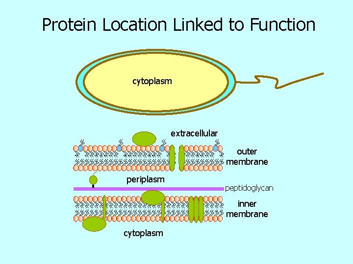 Protein Location Linked to Function cytoplasm extracellular outer membrane periplasm peptidoglycan inner membrane cytoplasm