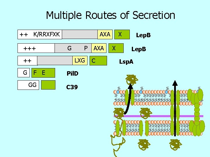 Multiple Routes of Secretion ++ K/RRXFXK +++ ++ G AXA G P LXG F