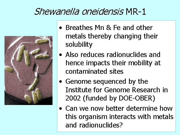 Shewanella oneidensis MR-1 • Breathes Mn & Fe and other metals thereby changing their