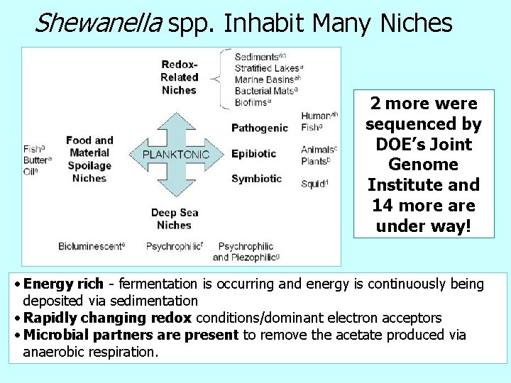 Shewanella spp. Inhabit Many Niches 2 more were sequenced by DOE’s Joint Genome Institute