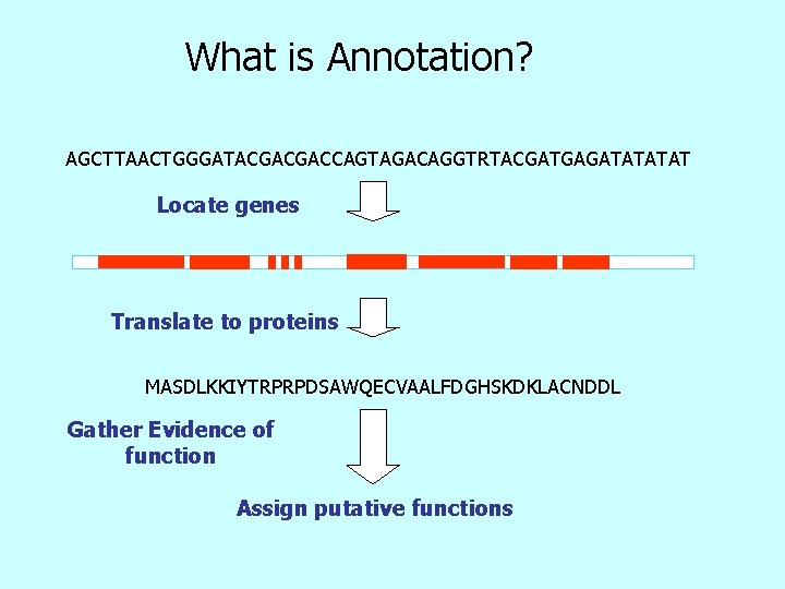 What is Annotation? AGCTTAACTGGGATACGACGACCAGTAGACAGGTRTACGATGAGATAT Locate genes Translate to proteins MASDLKKIYTRPRPDSAWQECVAALFDGHSKDKLACNDDL Gather Evidence of function
