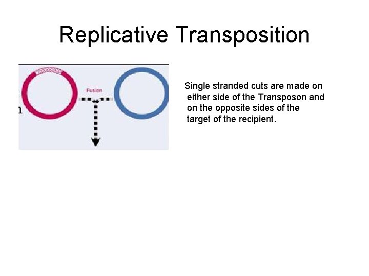 Replicative Transposition Single stranded cuts are made on either side of the Transposon and