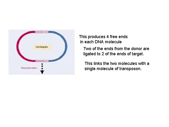  • get This produces 4 free ends in each DNA molecule Two of