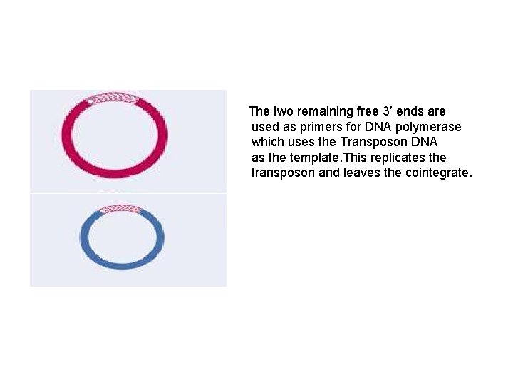 The two remaining free 3’ ends are used as primers for DNA polymerase which