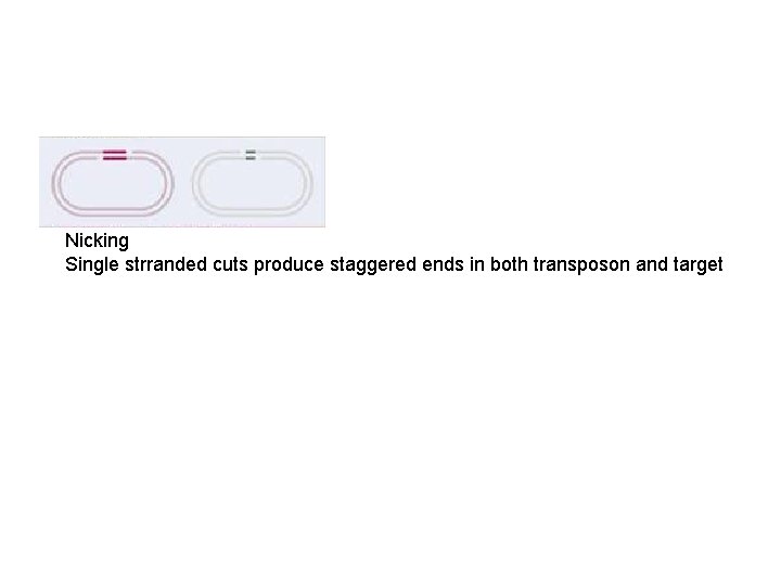 Nicking Single strranded cuts produce staggered ends in both transposon and target 