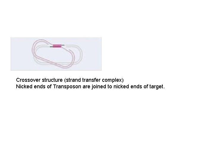 Crossover structure (strand transfer complex) Nicked ends of Transposon are joined to nicked ends