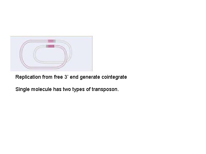 Replication from free 3’ end generate cointegrate Single molecule has two types of transposon.