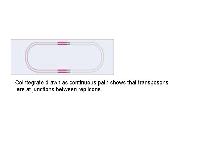 Cointegrate drawn as continuous path shows that transposons are at junctions between replicons. 