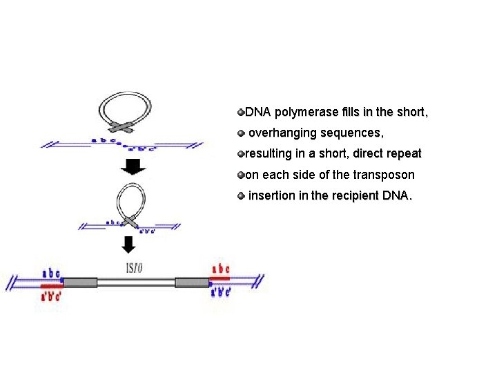 DNA polymerase fills in the short, overhanging sequences, resulting in a short, direct repeat