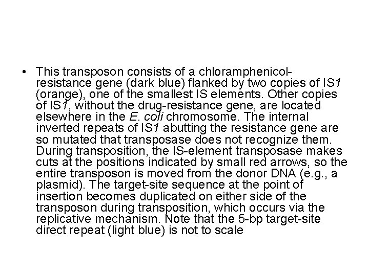  • This transposon consists of a chloramphenicolresistance gene (dark blue) flanked by two