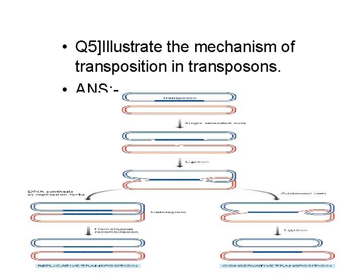  • Q 5]Illustrate the mechanism of transposition in transposons. • ANS: - 