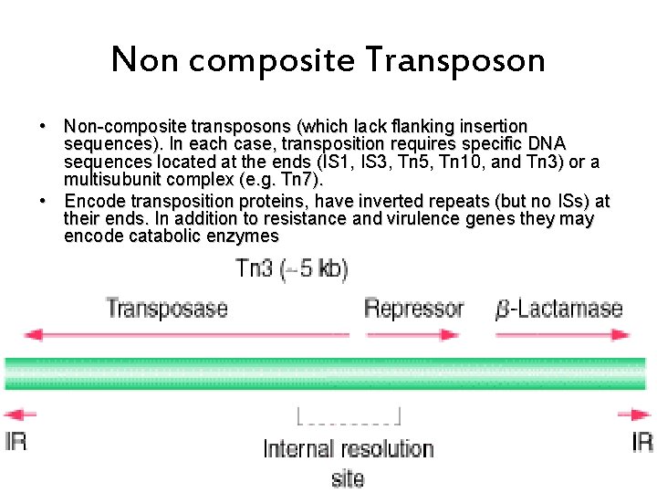 Non composite Transposon • Non-composite transposons (which lack flanking insertion sequences). In each case,