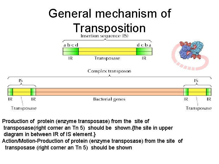 General mechanism of Transposition Production of protein (enzyme transposase) from the site of transposase(right