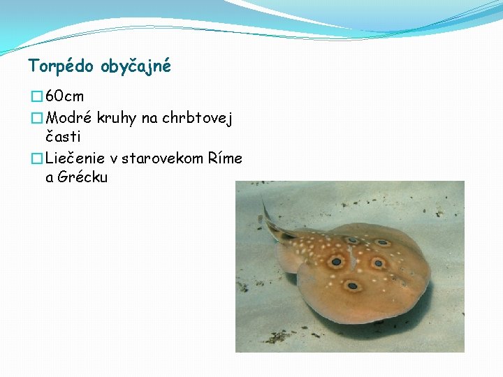 Torpédo obyčajné � 60 cm �Modré kruhy na chrbtovej časti �Liečenie v starovekom Ríme