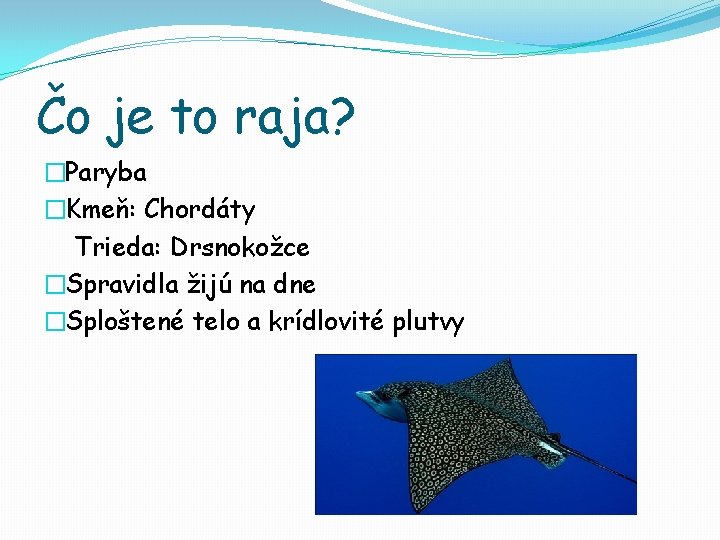 Čo je to raja? �Paryba �Kmeň: Chordáty Trieda: Drsnokožce �Spravidla žijú na dne �Sploštené