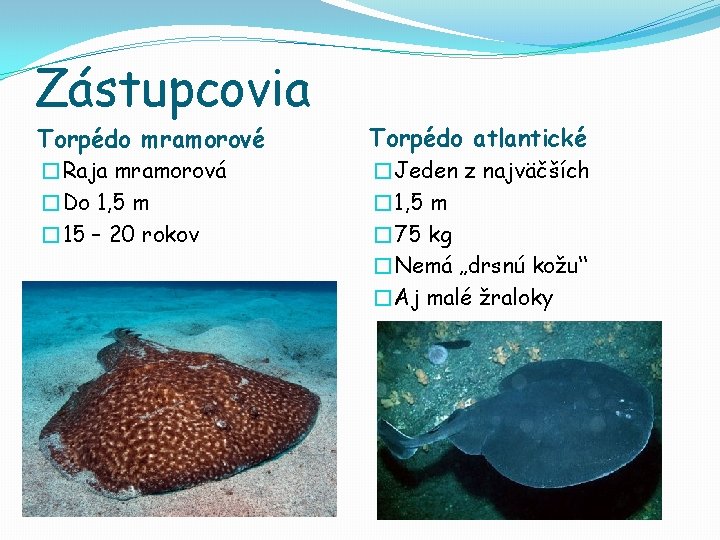 Zástupcovia Torpédo mramorové Torpédo atlantické �Raja mramorová �Do 1, 5 m � 15 –