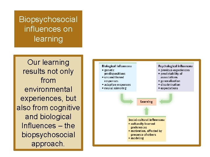 Biopsychosocial influences on learning Our learning results not only from environmental experiences, but also
