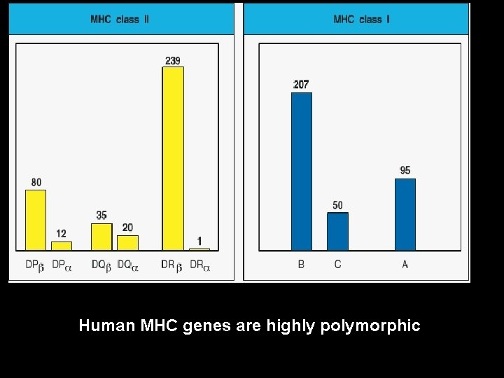 Human MHC genes are highly polymorphic 