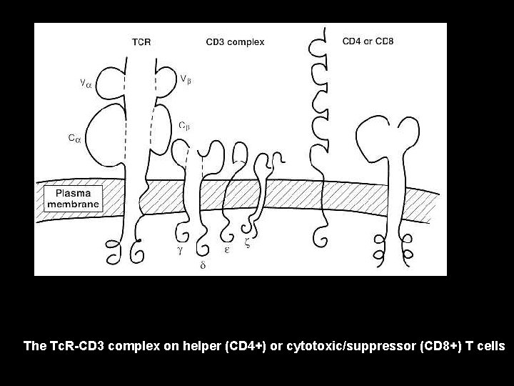 The Tc. R-CD 3 complex on helper (CD 4+) or cytotoxic/suppressor (CD 8+) T