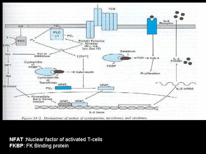 NFAT : Nuclear factor of activated T-cells FKBP: FK Binding protein 